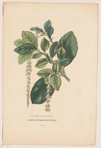 Foto garrya elliptica garrye - foto:,