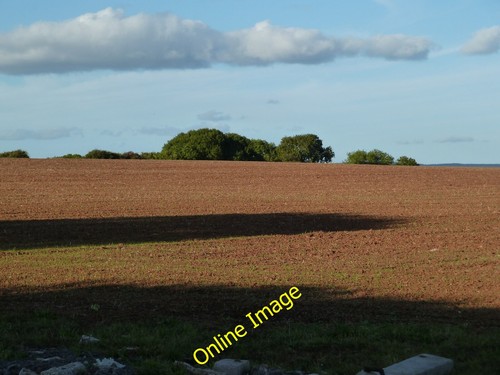 Photo 12x8 garrya dartington - photo, garrya,
