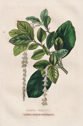 Garrya elliptica california - garrya,
